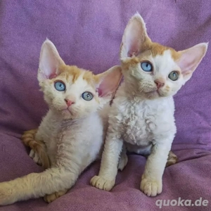 Devon Rex Kitten   verspielt & anhänglich