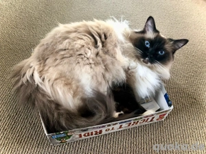 Ragdoll Kitten   sanft & anhänglich