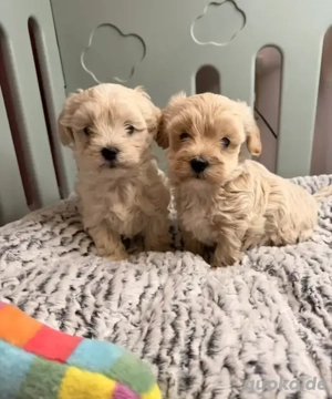 Maltipoo-Welpen