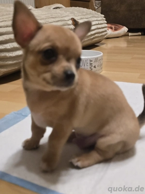 Chihuahua Welpe kurzhaar Rüde Beige m Schwarzen Flecken 