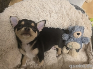 Chihuahua Welpe kurzhaar Rüde bunt