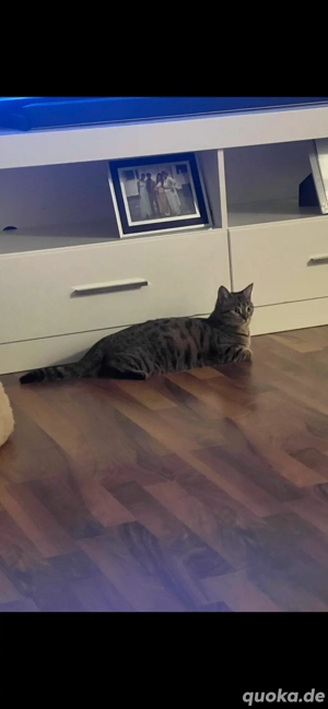 Liebe volle katze sucht ein neues zuhause 