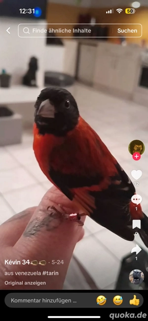 Suche Kapuzenzeisig !!