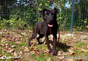 PARKER   ein Hundebub voller Herz und Lebensfreude Bild 7