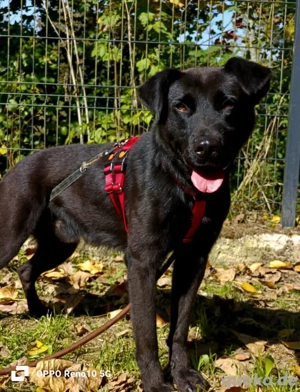 PARKER   ein Hundebub voller Herz und Lebensfreude Bild 8