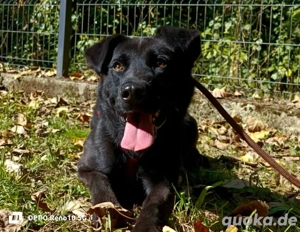 PARKER   ein Hundebub voller Herz und Lebensfreude Bild 3