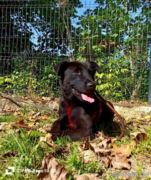 PARKER   ein Hundebub voller Herz und Lebensfreude Bild 10