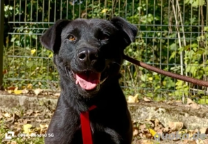 PARKER   ein Hundebub voller Herz und Lebensfreude Bild 2