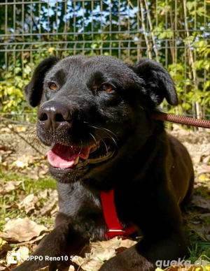 PARKER   ein Hundebub voller Herz und Lebensfreude Bild 5