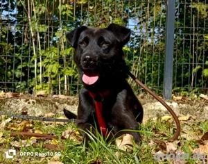 PARKER   ein Hundebub voller Herz und Lebensfreude Bild 6