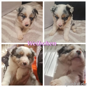 Australian Shepherd welpen suchen noch ein Zuhause 