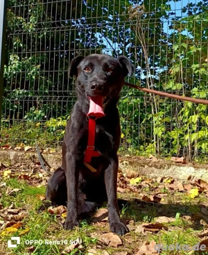 PARKER   ein Hundebub voller Herz und Lebensfreude Bild 9