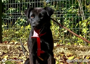 PARKER   ein Hundebub voller Herz und Lebensfreude Bild 4