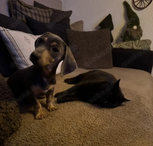 Zwergdackel Hündin sucht bestes zuhause 