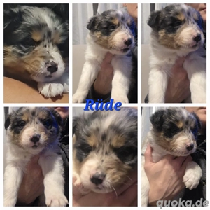 3 Australian Shepherd welpen suchen noch ein Zuhause 