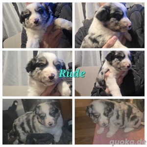 Australian Shepherd welpen suchen noch ein Zuhause 