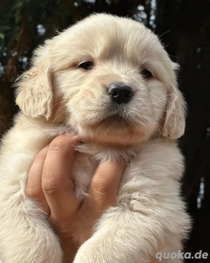 Reinrassige Golden-Retriever-Welpen