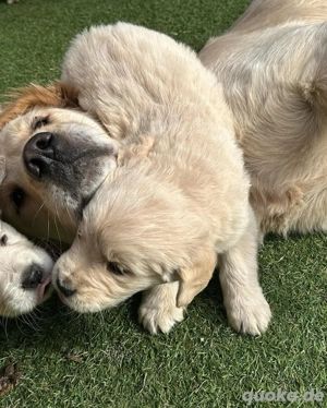 Reinrassige Golden-Retriever-Welpen