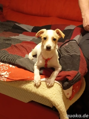 Krümel freut sich auf Deinen Besuch  Bild 2