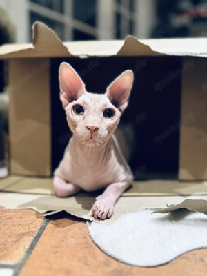 Sphynx Kater in Creme Nackkatze sucht liebevolles zu Hause