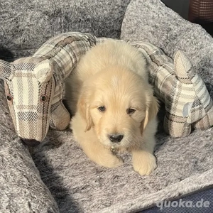 Reinrassige Golden-Retriever-Welpen