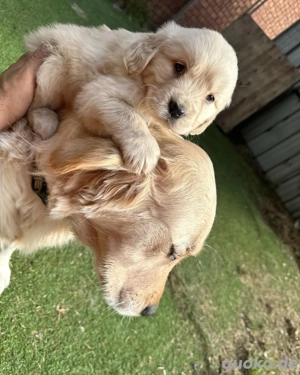 Reinrassige Golden-Retriever-Welpen mit Stammbaum