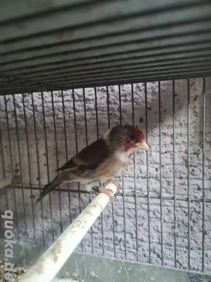 Stieglitz Mischling Hahn 