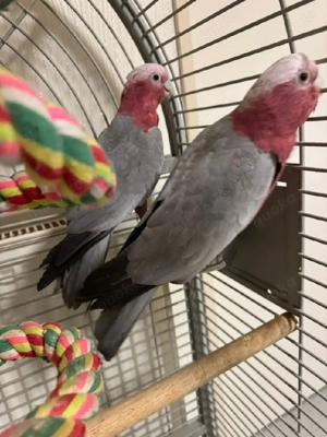 rosa Kakadu mit alle Papiere und DNA Bild 3