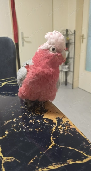 rosa Kakadu mit alle Papiere und DNA Bild 5