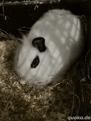 Hasen in liebevolle Hände abzugeben 