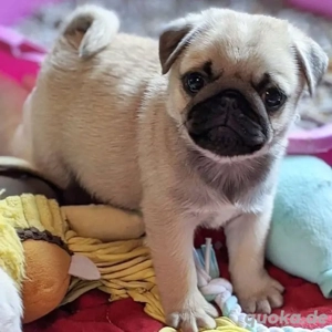 Niedliche Mops-Welpen suchen ein Zuhause