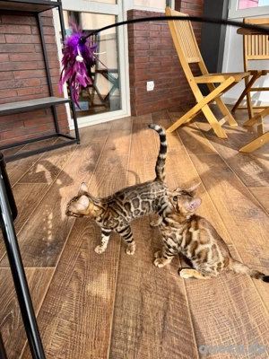 Bengal-Kätzchen WhatsApp: (15510055069)