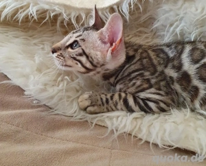 Bengal-Kätzchen WhatsApp kontaktieren (15510055069)