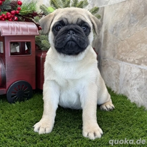 Niedliche Mops-Welpen suchen ein Zuhause