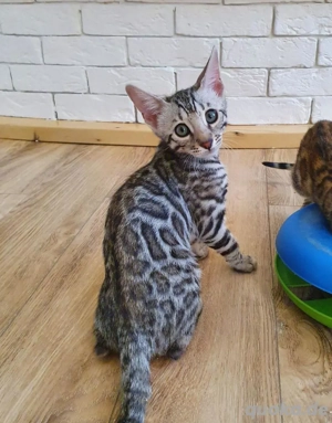 Bengalkätzchen WhatsApp: (15510055069)