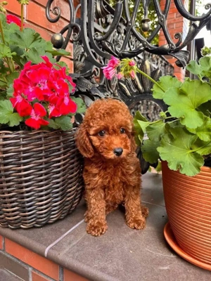 Pudelwelpen abzugeben