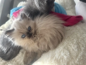 Sehr schöne Britische Langhaar mädchen 