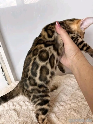Bengal-Kätzchen WhatsApp: (15510055069)