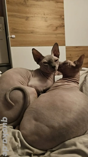 2 Nacktkatzen  Sphynx zu verkaufen mit Zubehör