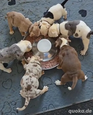 Old Englische Bulldogge 