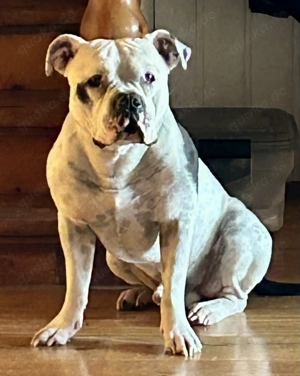 American Bully Pocket   Exotik 