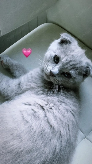 British Kurzhaar Mix Kater 