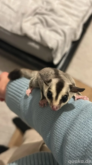 sugar Glieder 5 Monate 