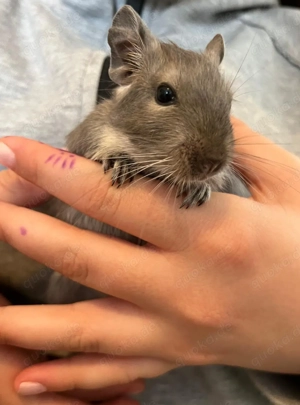 Degu 10 Monate alt sucht neue Freunde