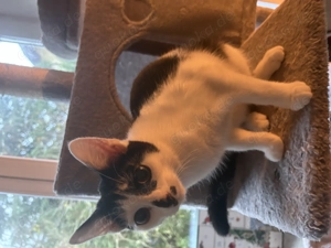 Kätzchen sucht neues Zuhause 