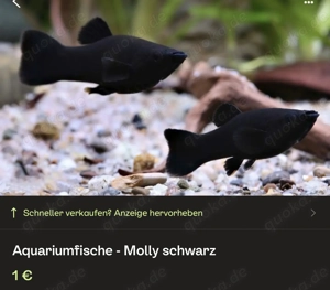 Aquariumfische - Molly Schwarz 