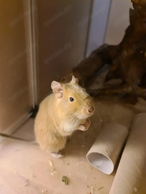  Zwei Degus in liebevolle Hände abzugeben   suchen neue Gruppe 