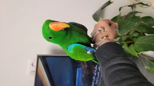 Papagei Eclectus