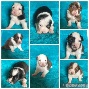 Australian Shepherd Welpen 