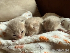 Wurfankündigung BKH Kitten 